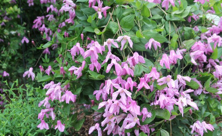 RAGANĖ 'ALIONUSHKA' 